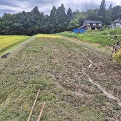 Das ganze Stück haben wir geerntet