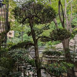 Trees that look like large bonsai