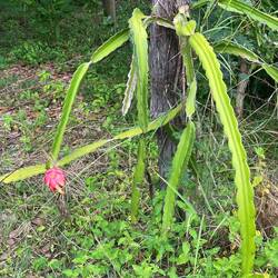 Dragon fruit plant