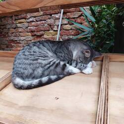 Bookstore cat just wants to be left alone 😻