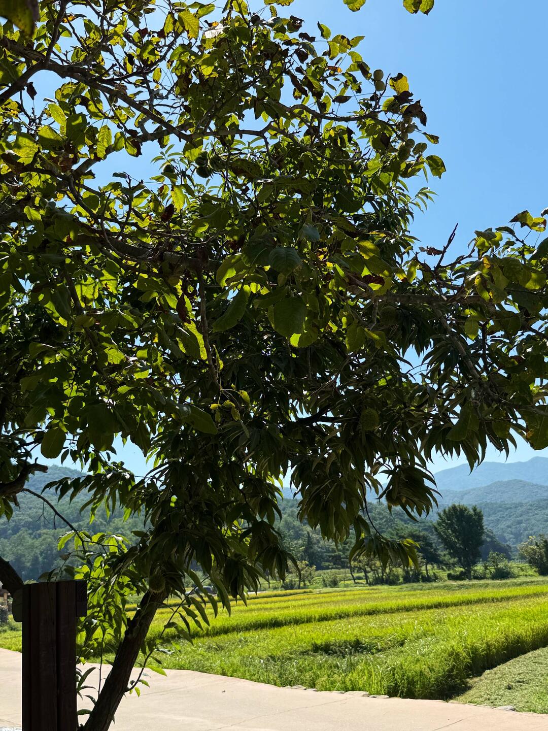 Chestnut Tree