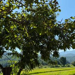 Chestnut Tree