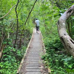 Der Dschungel von Øer