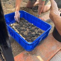 Früsch gschlüpfti Babies 🥰