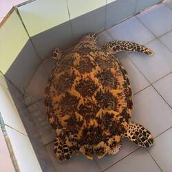 Däm fählt leider au e Vorderflosse ufgrund vo Netz