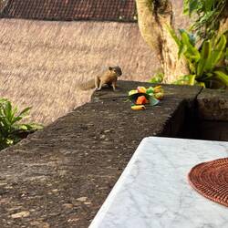 Chline Frächdachs 🥰