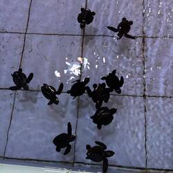 Die Babies sih 3 Täg alt und hüt frei glo worde