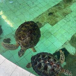 Däm fählt di eint Vorderflosse, ufgrund vo Pastikmüll