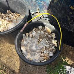 D Eierschale vo de früsch gschlüpfte Babies