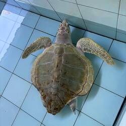 Dä het hindedure e brochne Pantzer well er ine Schiffsschrube cho isch