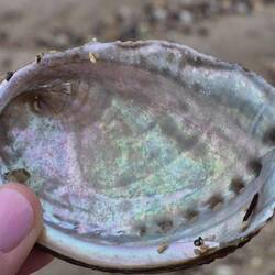 ...genau diese. Schwer zu sehen, da sie umgekehrt im Meeresboden liegt