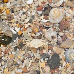 Wer sieht das Krebschen?