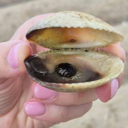 Ein weiteres schönes Exemplar