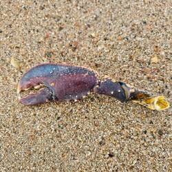 Mein Zufallsfund. Lag unter einer Alge😊🦀