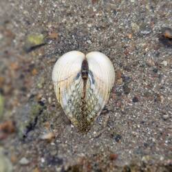 Engelsflügel oder Muschel?