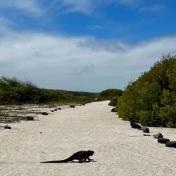 Achtung kreuzende Marine Iguanas