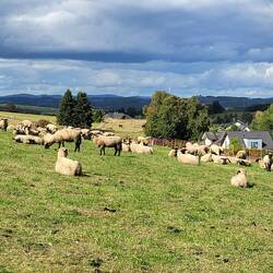 Wilgersdorfer Schafe