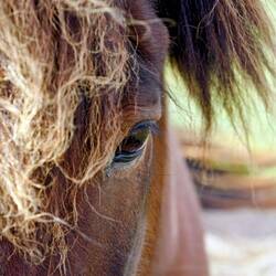 Isländer auf Öland