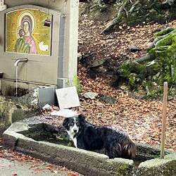 Abkühlung - der Hund ist uns den ganzen Tag hinterher gelaufen. 😳