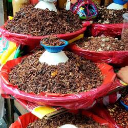 Fried crickets are a... well... local specialty.