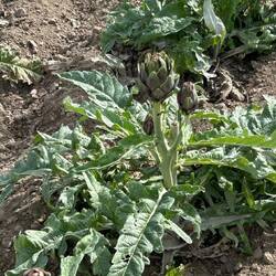 Ein Artischockenfeld