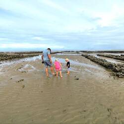 Wattwanderung zu den Austernbänken