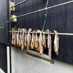 They air dry fish here