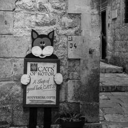 Katzen von Kotor