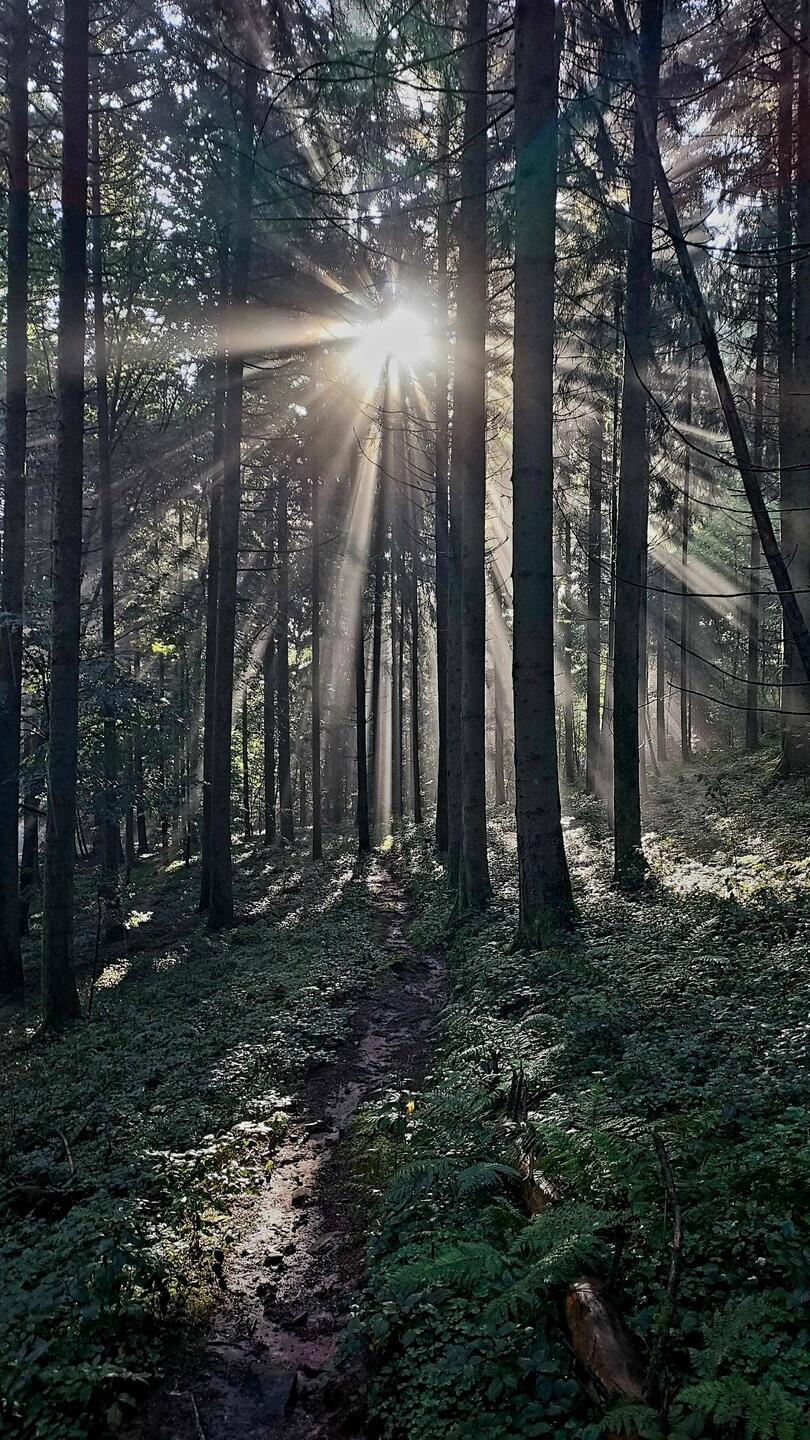 Waldmorgenstimmung
