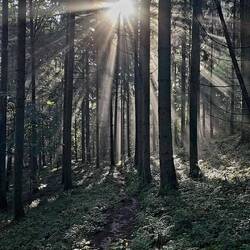 Waldmorgenstimmung