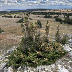 Alpine pinus of some sort...