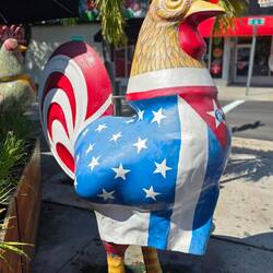 A Cuba les poules et coqs sont des animaux de compagnie qui ne coûtent rien à nourrir