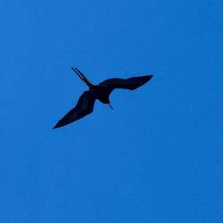 Fregattvogel
