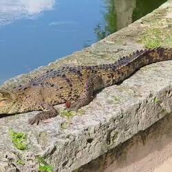 Prière de ne pas nourrir les crocodiles du jardin