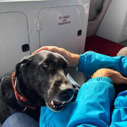 Indy getting to do lots of new stuff, boat rides and daycare.