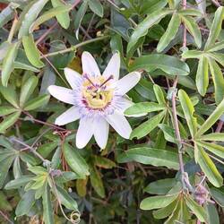 Blue passion flower along the trail
