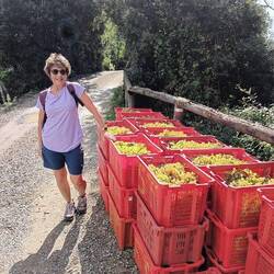 Grapes ready for transport at Casa Valeria