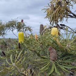 Banksia