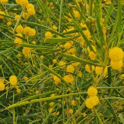 Wattle