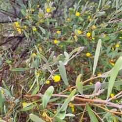 Wattle