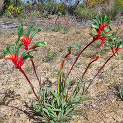 Kangaroo Paw