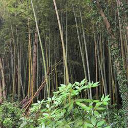 Bambuswald am Weg