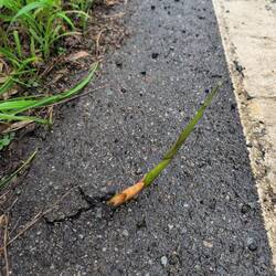 Bambussprosse im Asphalt