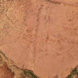 Tracks in the rock from arthropods