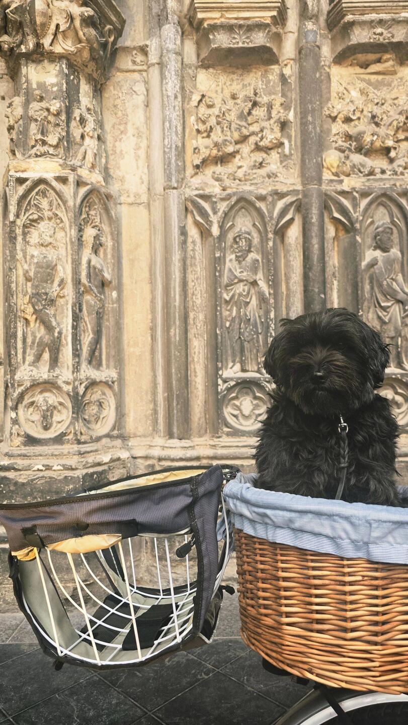 Unsere "Heilige Gertrude" 😅 - unterstellen als Schutz vor einem Regenschauer