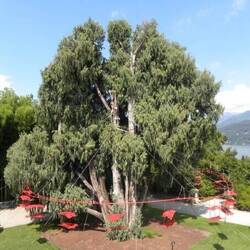 https://www.monumentaltrees.com/de/fotos/24546/