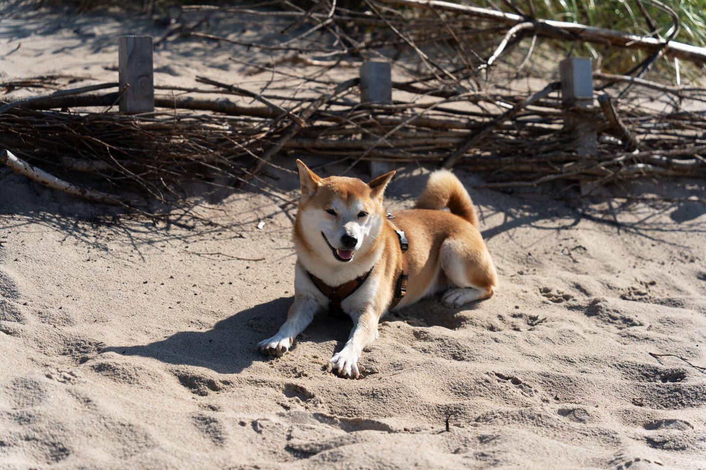 Mica bleibt am Strand meistens auch ohne Leine bei uns!