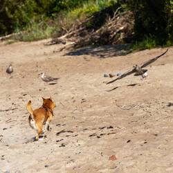 .... ausser es gibt wichtiges zu tun ....