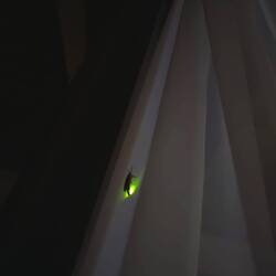 Es Glüehwürmli 🥰🪲