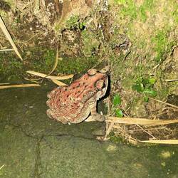 En asiatische Chrot 🐸